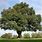 Hardwood Oak Tree