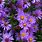 Hardy Asters Perennials