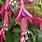 Hardy Fuchsia Magellanica