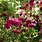 Hardy Fuchsia Plants