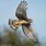 Harrier Marsh Hawk