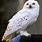 Harry Potter Pet Owl