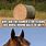 Hay Horse Meme