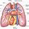 Heart and Lungs Labeled