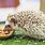 Hedgehog Eating Food