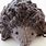 Hedgehog Knitting Pattern