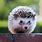 Hedgehog Life