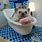 Hedgehog in Bath
