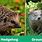 Hedgehog vs Groundhog