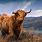 Henry the Highland Cow