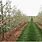 High Density Apple Orchard