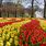 Holland Tulip Flower Festival