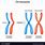 Homogeneous Chromosome
