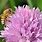 Honey Bee Plants