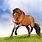 Horse HD Images Free Download