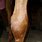 Horse Knee Swelling