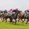 Horse Racing Images. Free