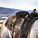 Horse Saddle Photography