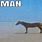 Horse at Beach Meme
