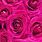 Hot Pink Roses Wallpaper
