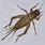 House Cricket Insect