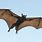 How Bats Fly