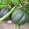 How to Plant Squash