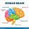 Human Brain Label