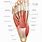 Human Foot Muscles