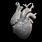 Human Heart 3D Print