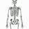 Human Skeleton Art