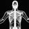 Human Skeleton X-ray