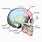 Human Skull Cranium