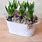 Hyacinth Planters