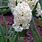 Hyacinthus Orientalis Cv.