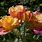 Hybrid Tea Rose Bush