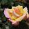 Hybrid Tea Rose Varieties