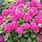 Hydrangea King Flower