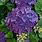 Hydrangea Macrophylla Purple