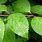 Hydrangea Paniculata Leaf