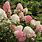 Hydrangea Paniculata Sundae Fraise