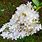 Hydrangea Paniculata Varieties
