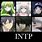 INTP Anime