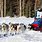 Iditarod Dog Race