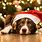 Image Photo Christmas Dog