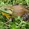 Images of Bullfrogs