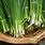 Images of Chives