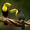 Images of Tropical Birds