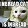 Inbread Cat Meme