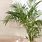 Indoor House Plant Palm Trees